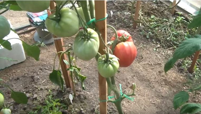 Сортовые особенности томата алсу