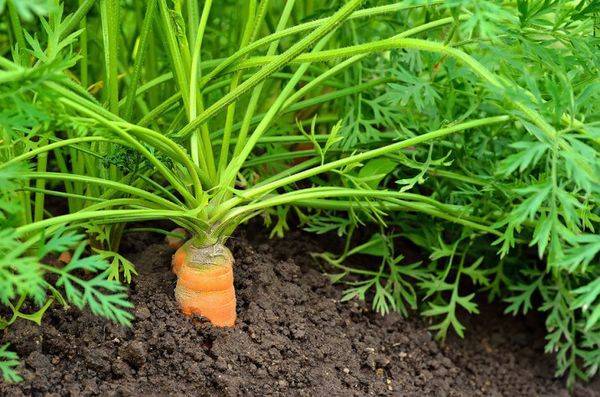 Любительская инструкция: как правильно сажать морковь в открытый грунт