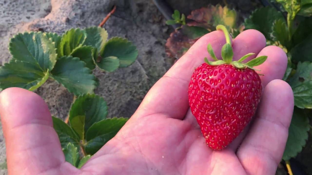 Вьющаяся клубника: описание и техника выращивания