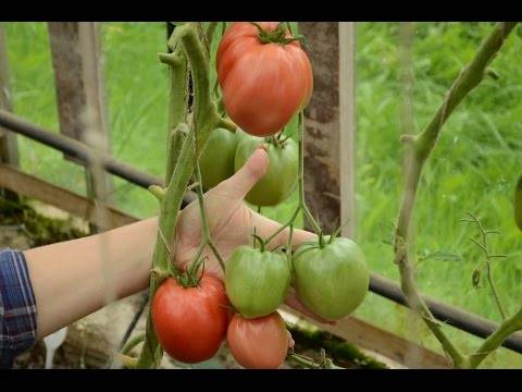 Крупноплодные сорта томатов для открытого грунта