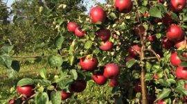 Выращивание яблони белорусское сладкое