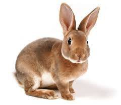 Чем отличается заяц от кролика: сходство, отличие и характеристики