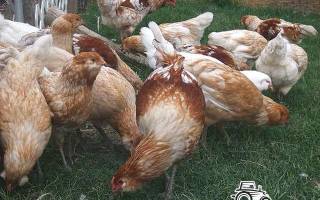 Куры несушки и цыплята хайсекс — белые, коричневые, красные