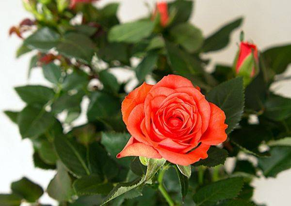 Описание роз сорта кордана и их разновидности, правила посадки и выращивания