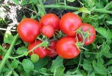 Сорт с  очень вкусными плодами — томат бийская роза: описание помидоров и характеристики