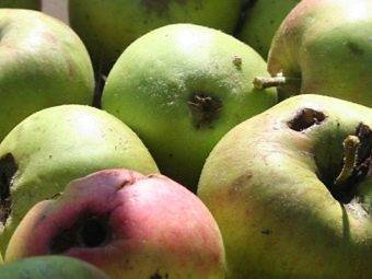 Когда опрыскивать яблони: сроки весенних и осенних обработок
