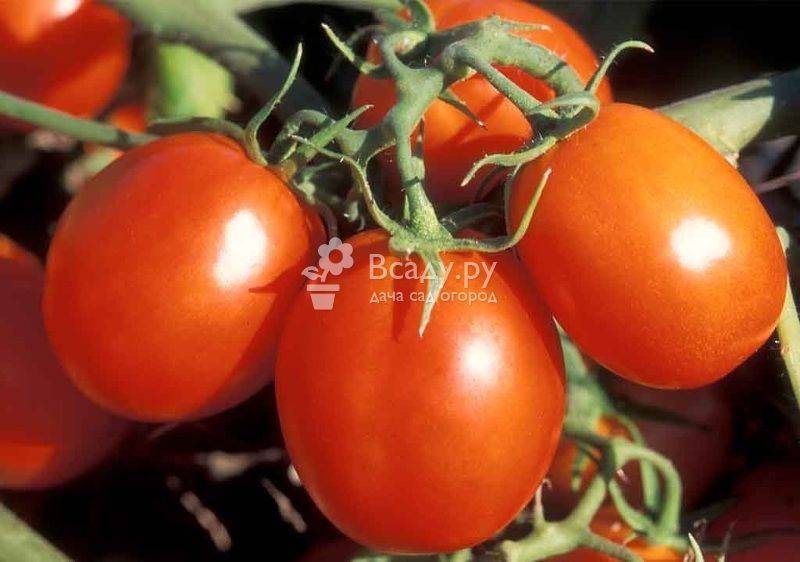 Подкормка помидоров в теплице в течение всего сезона: какие удобрения и когда вносить после высадки рассады
