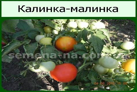 Калинка-малинка — миниатюрный томат для участка, теплицы или подоконника. описание, агротехника, отзывы