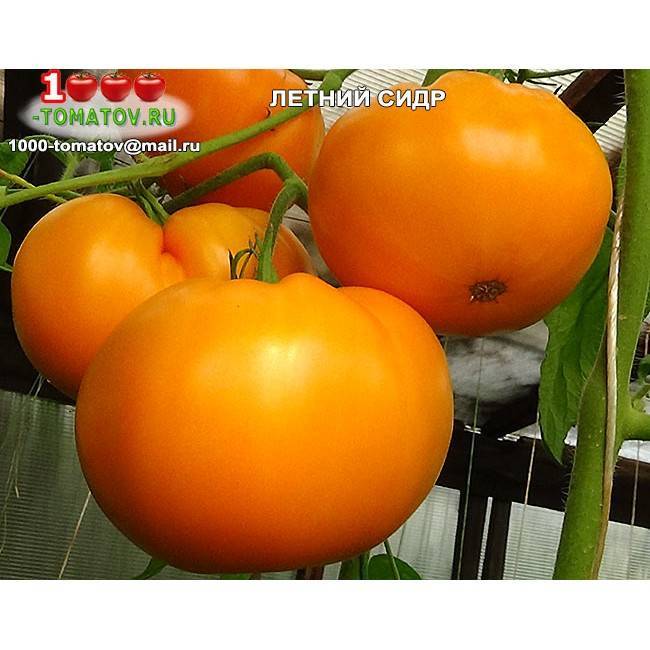 Популярный у садоводов среднеспелый яркий сорт томата — «яблочный спас»