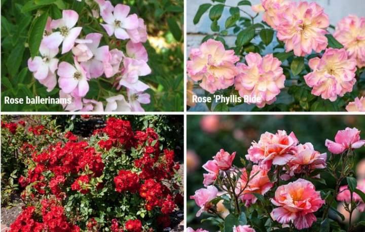 Роза полиантовая: ароматная дымка цветочной россыпи в вашем саду