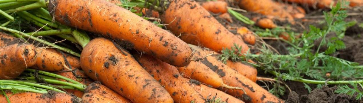 Когда убирать морковь с грядки на хранение в 2019 году: когда копать