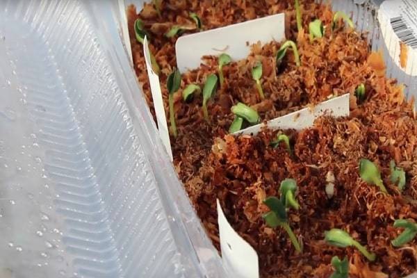 Японский способ выращивания огурцов: проращивание рассады огурцов в опилках