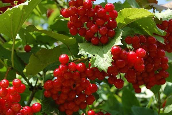 Что можно приготовить из красной ягоды калины, полезные свойства и противопоказания