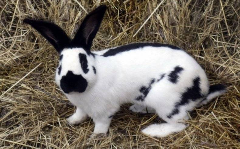 Кролик породы строкач: описание и характеристика, особенности содержания