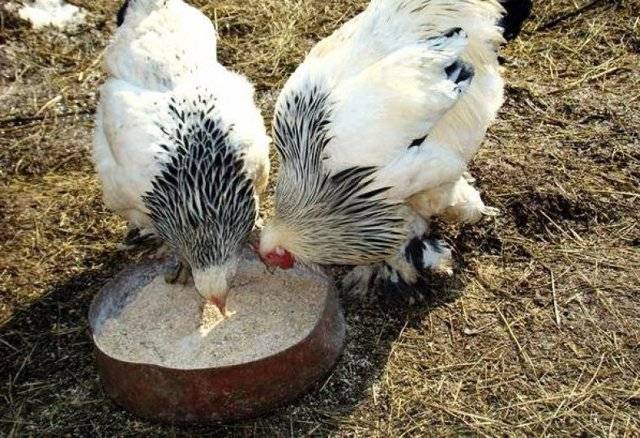 О кормовых добавках для кур несушек и цыплят (сколько давать мела, рыбьего жира)