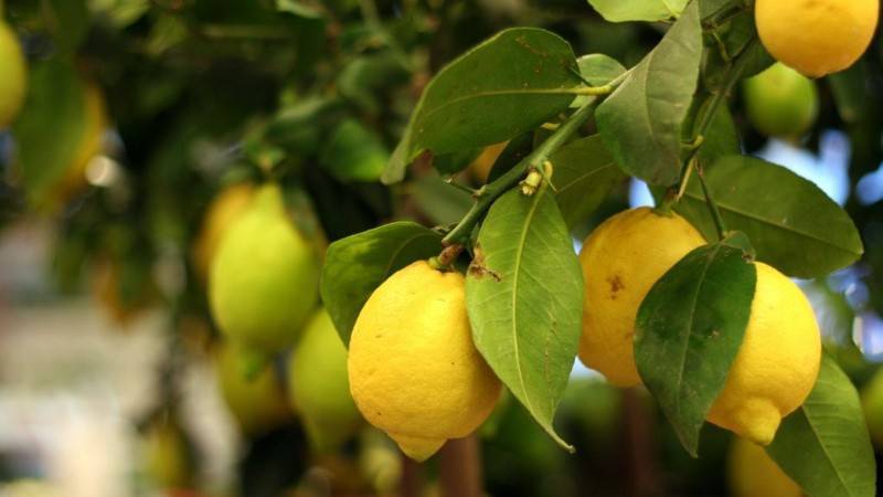Заболевания и вредители комнатного лимона
