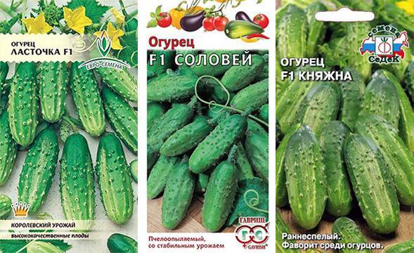 Огурец сибирский экспресс: описание и характеристика сорта, урожайность с фото