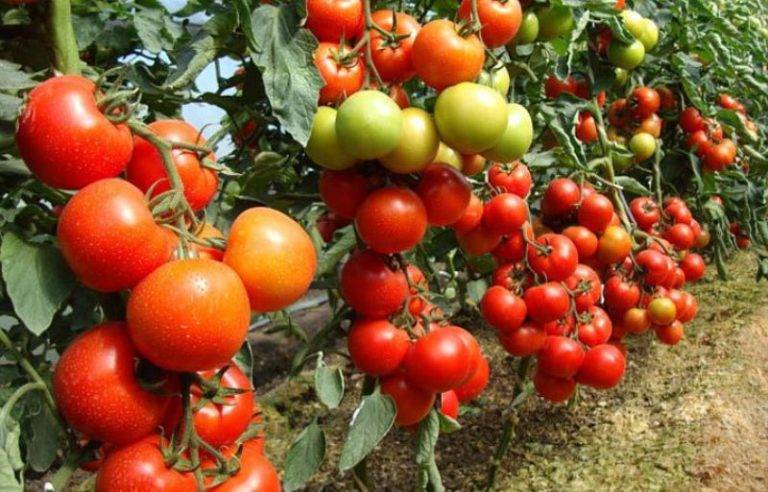 Томат вовчик: описание и характеристика сорта, выращивание и урожайность с фото
