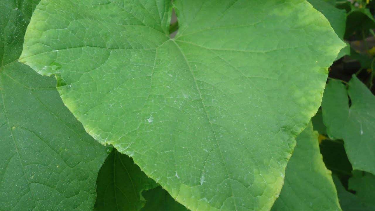 Чем подкормить огурцы, чтобы не желтели листья: народные средства и микроэлементы