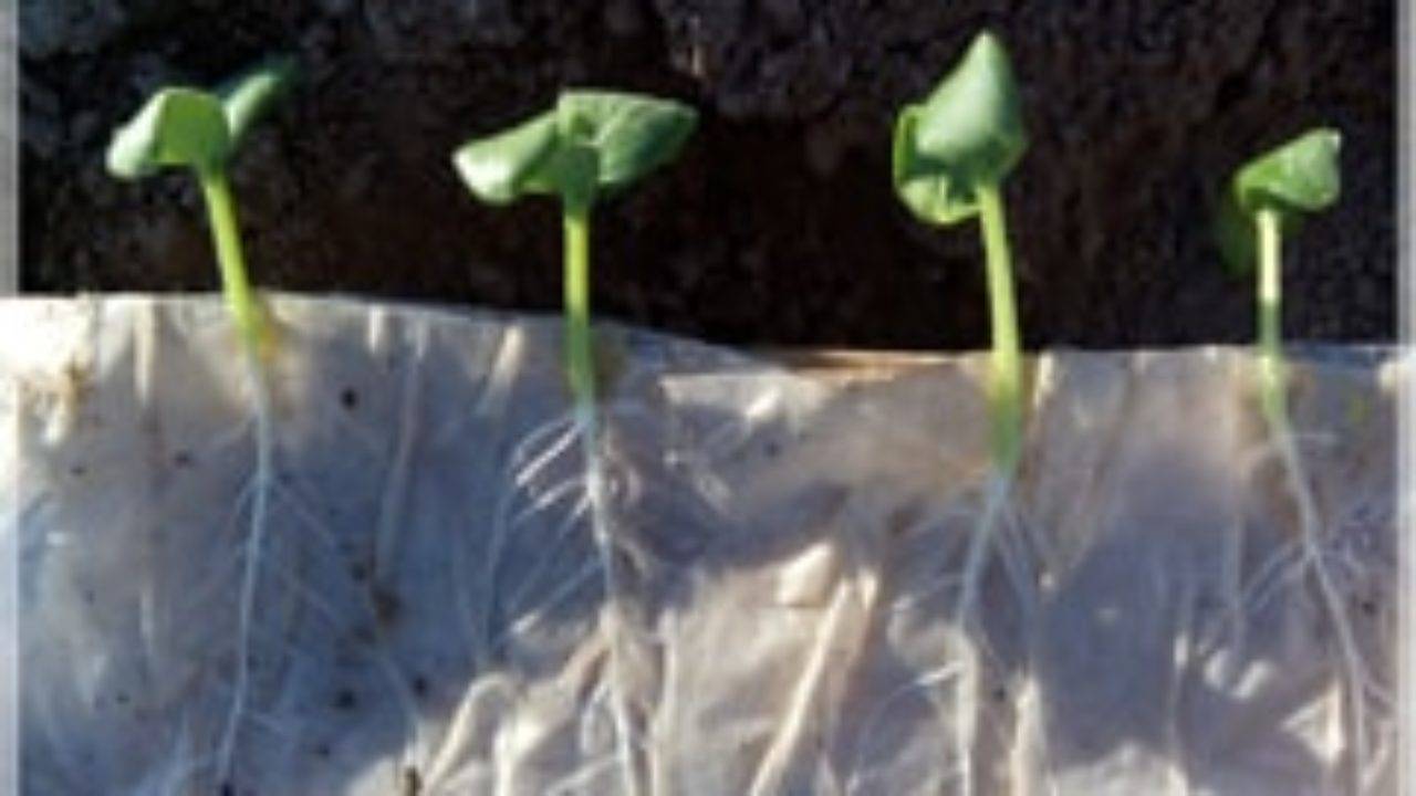 Как правильно посадить и выращивать томаты в улитке на рассаду