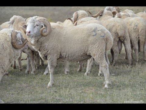 Порода овец