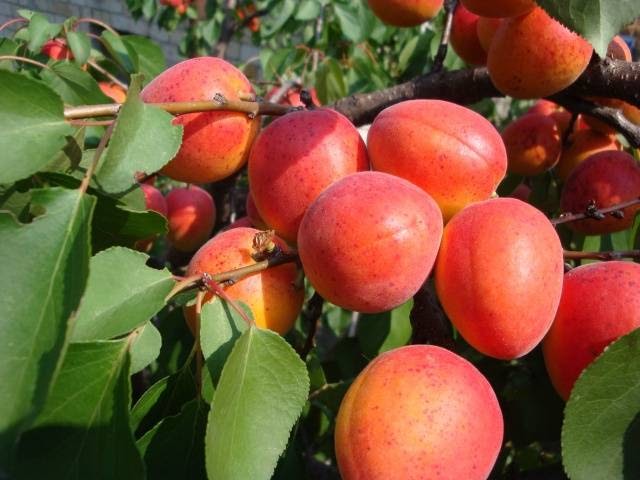 Сорт абрикоса ульянихинский