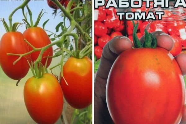 Томат «пудовик»: очень урожайный сорт с вкусными плодами