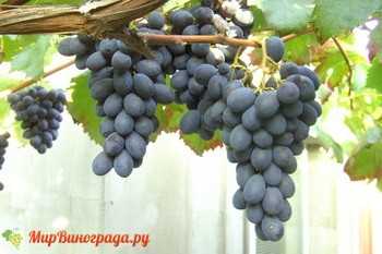 Высокопродуктивный, мобильный и устойчивый — виноград «атос»