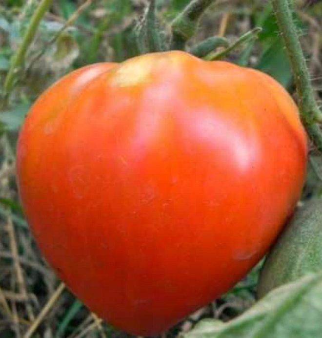 Характеристика и описание сорта томата царь колокол