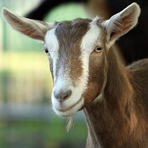 Описание зааненской породы коз, правила разведения и особенности составления рациона