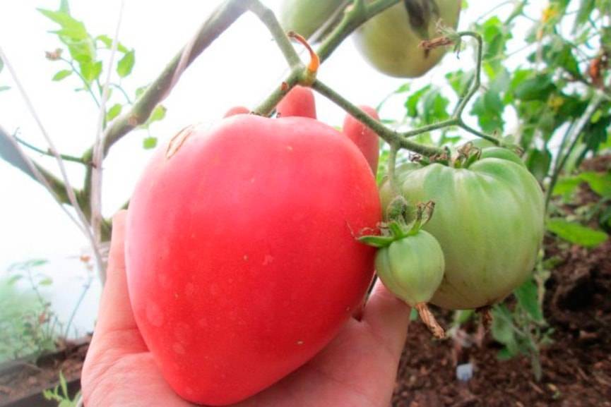 Сорта томатов: батяня