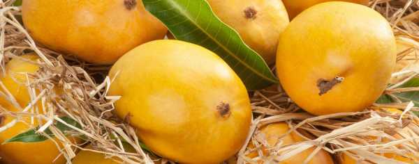 Описание манго сорта Альфонсо, размножение и уход в домашних условиях