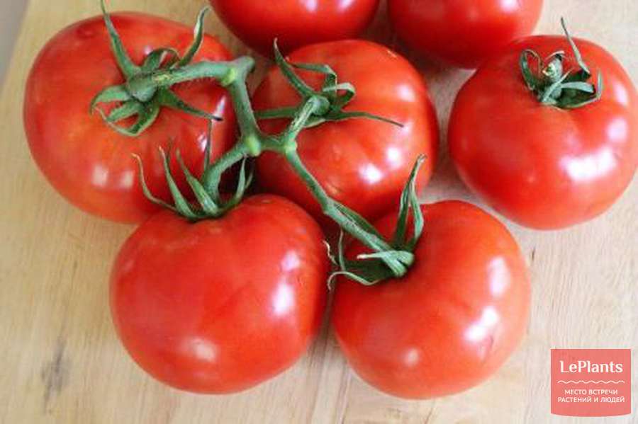 Фото, отзывы, описание, характеристика, урожайность гибрида томата «благовест f1»