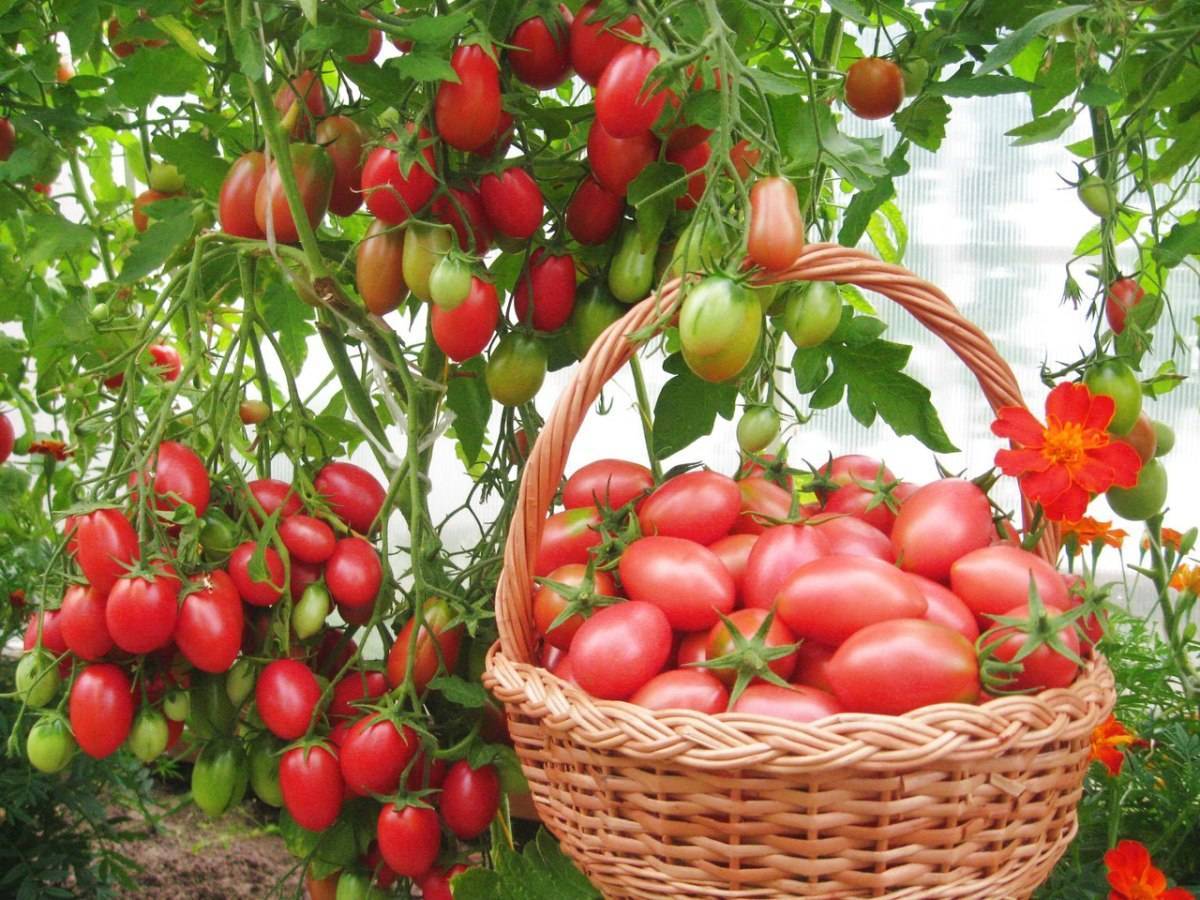 Цветное ассорти на грядках: желтый и красный сорт томата «ракета» и практическое руководство по его выращиванию
