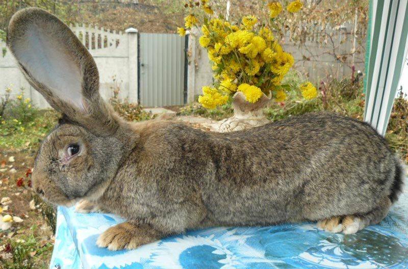 Чем можно кормить кроликов, чтобы они набирали вес