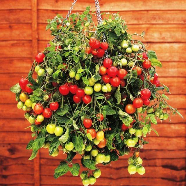 Ампельные томаты: выращиваем в подвесных горшках