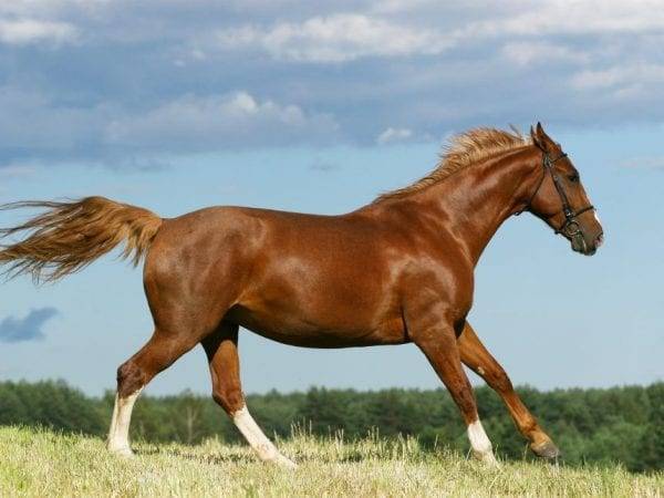 Лучшие породы спортивных лошадей для конкура и особенности содержания