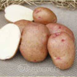 Картофель красавчик — описание сорта, фото, отзывы, посадка и уход
