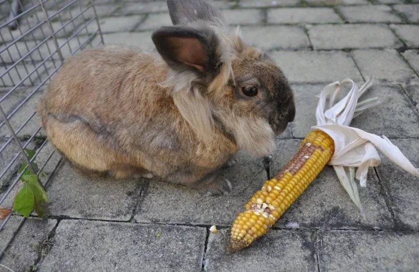 Польза и вред кукурузы для кроликов, как правильно кормить и в каком виде
