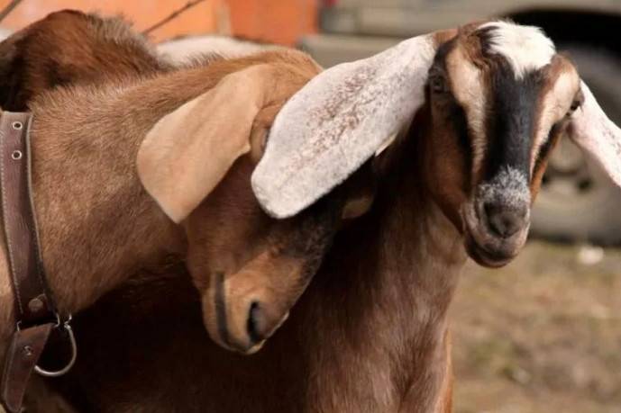 Сколько в среднем коза дает молока в день, сутки и в год
