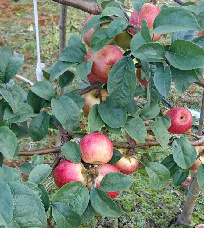 Описание и характеристики яблони сорта флорина, правила посадки и ухода