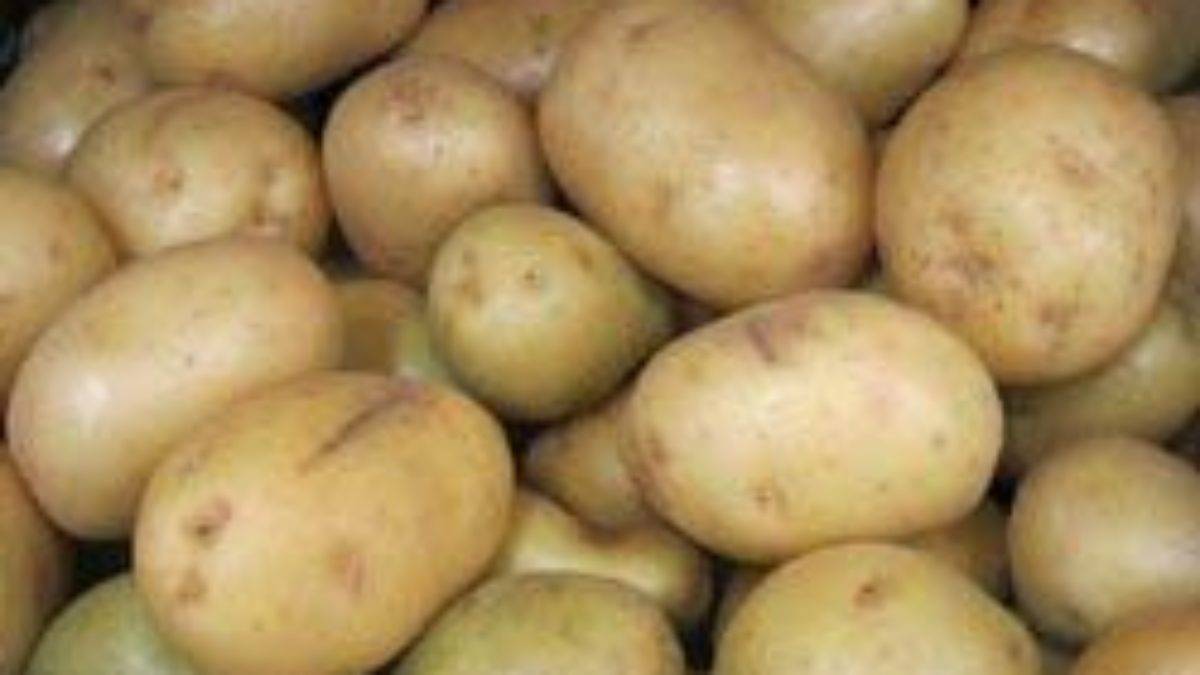 Скарб: описание семенного сорта картофеля, характеристики, агротехника