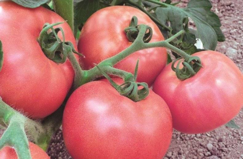 Благородный томат малахитовая шкатулка