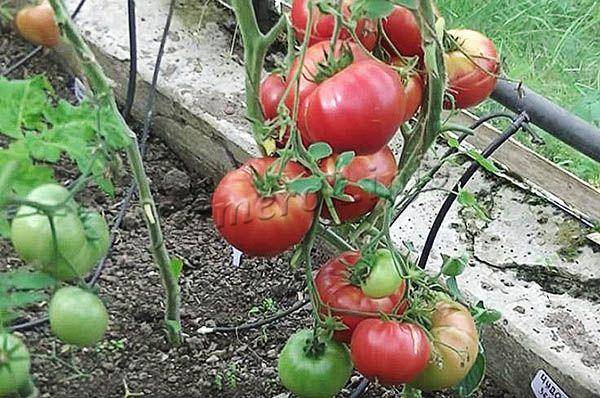 Описание сорта томата чудо света, его характеристика и урожайность