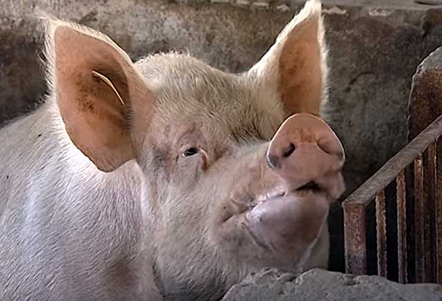 Ветеринарно-санитарные правила содержания свиней