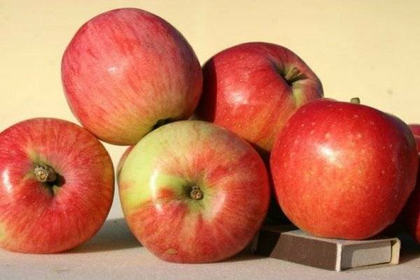 Описание и характеристики яблони сорта солнышко, правила посадки и ухода