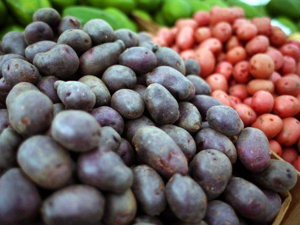 Лучшие сорта картофеля для выращивания в россии
