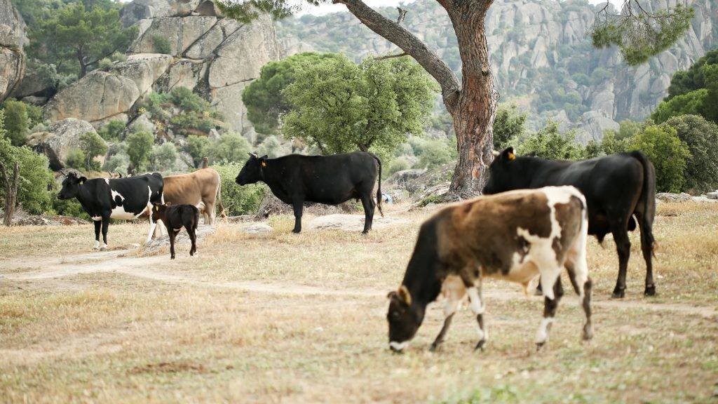 Прививка от оспы у коров. способы лечения оспы у коров