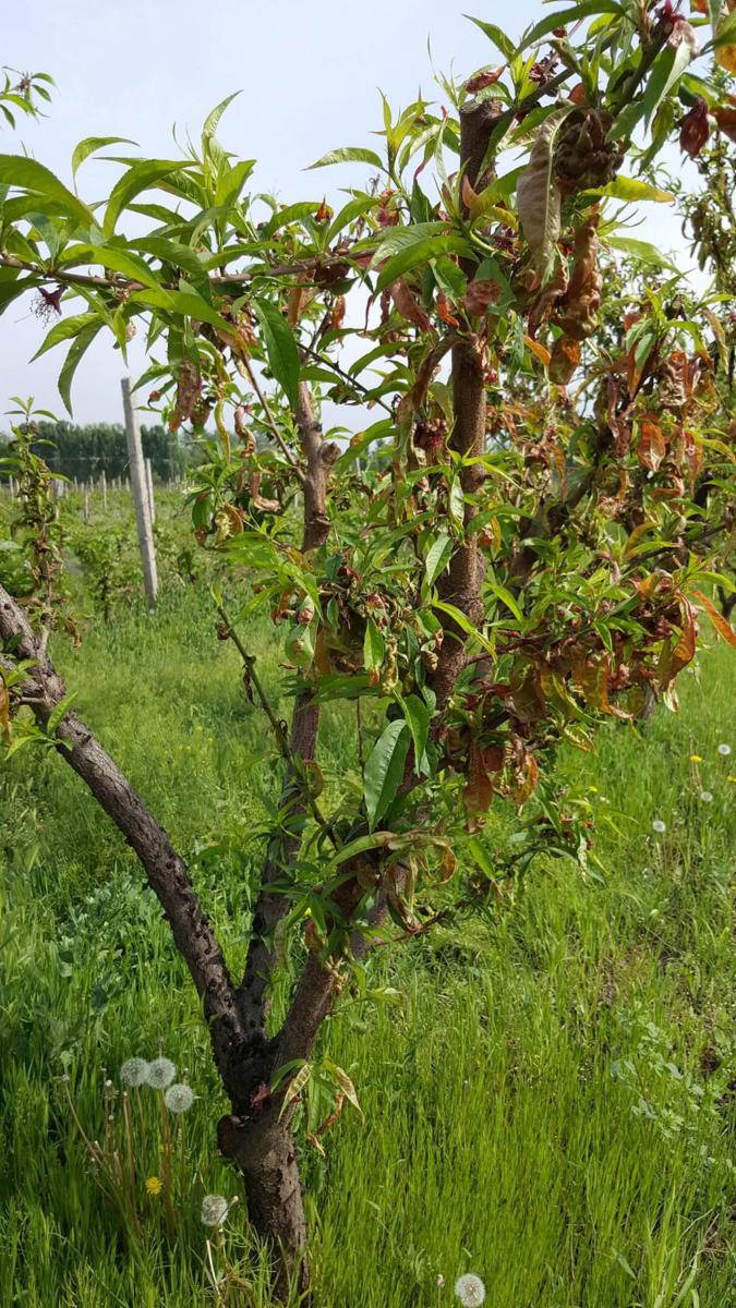 Причины появления и лечение курчавости листьев персика