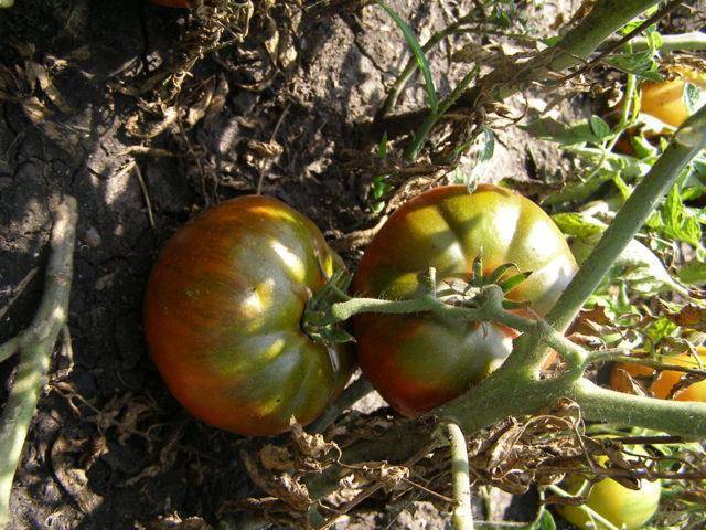 Полосатый томат «арбузный»: описание, характеристика уникального сорта и фото